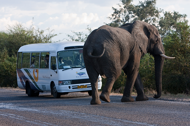 Victoria Falls Airport ⇆ Hwange Safari Lodge/Main Camp